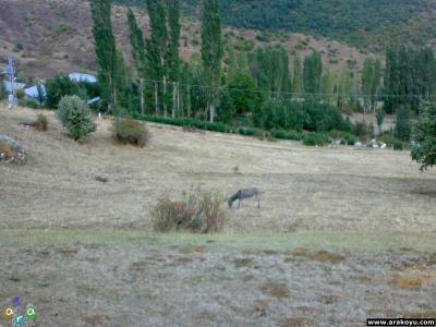 arakoyu_08_10_2010_928.jpg