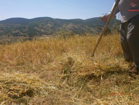 Temmuz 2015 Ara Köyü Manzaralarý