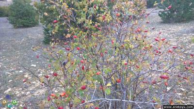arakoyucom_2014_10_06_13_19_59.jpg